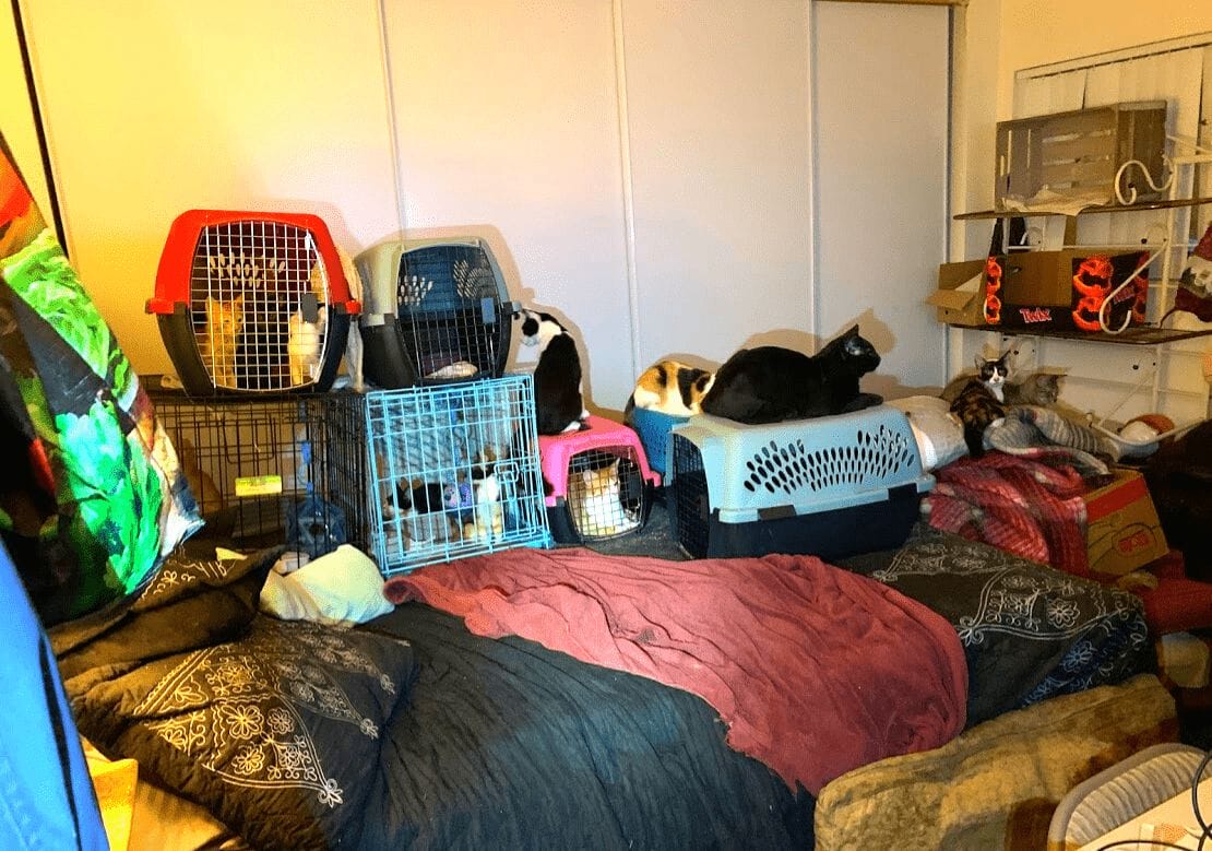 example of home overtaken by animal hoarding