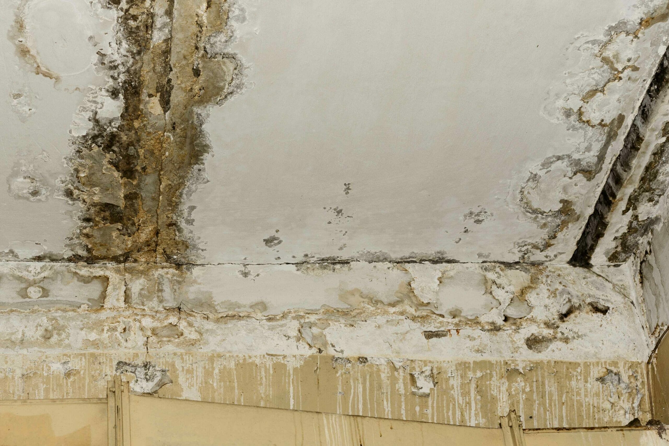 Consequence of mold damage. Photo credit: @user15327819 - Freepik.