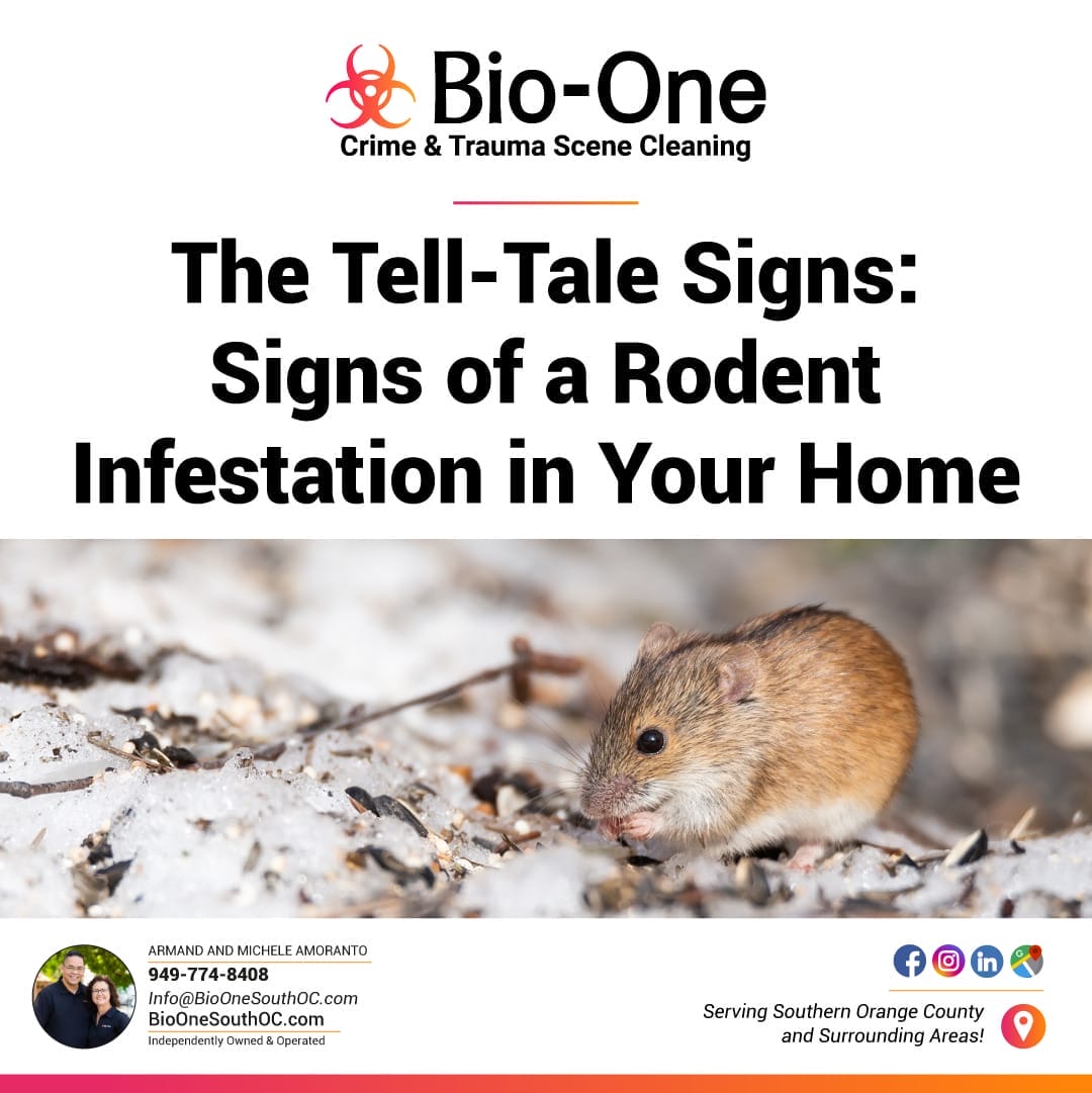 The Tell-Tale Signs: Signs of a Rodent Infestation in Your Home - Bio-One of South OC