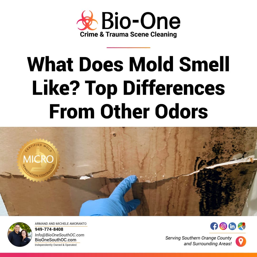 What Does Mold Smell Like? Top Differences From Other Odors - Bio-One of South OC