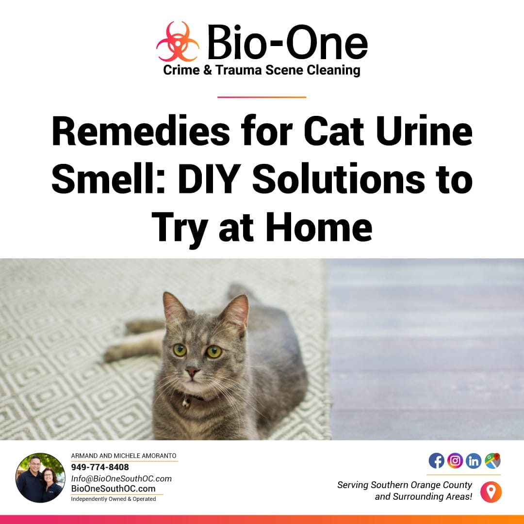 Remedies for Cat Urine Smell: DIY Solutions to Try at Home - Bio-One of South OC