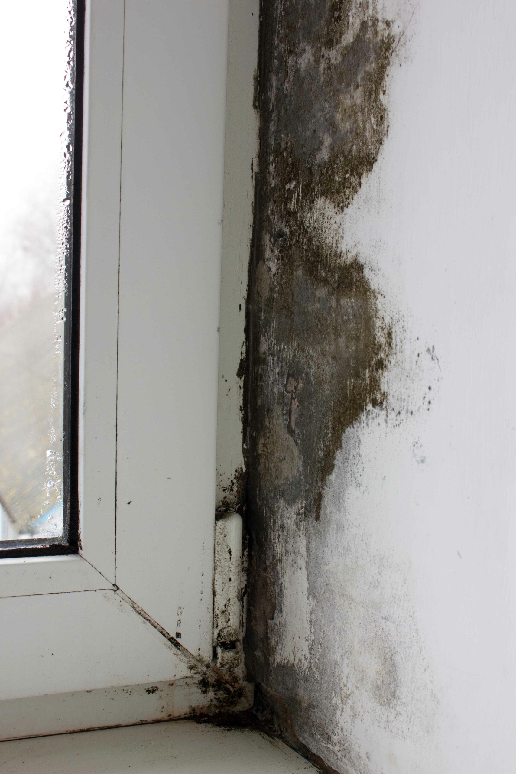 mold damage in window caulk