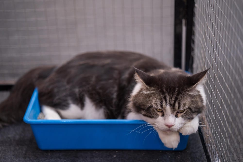 old cat in litter