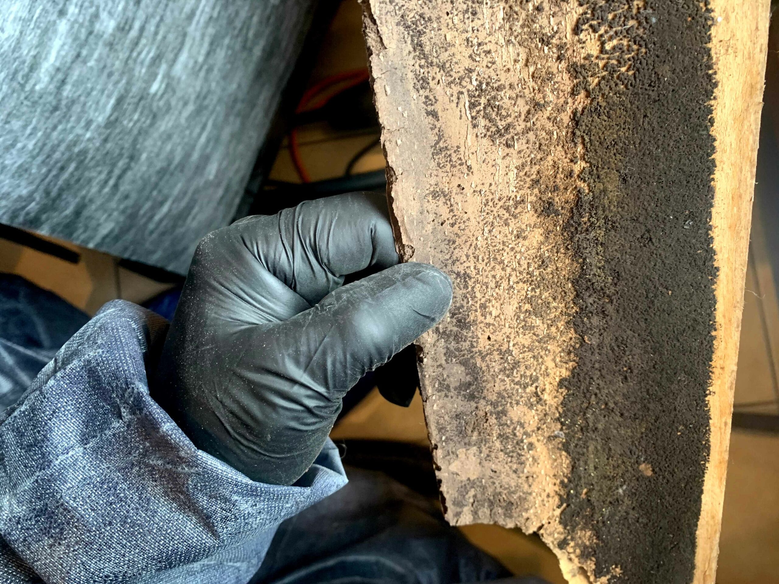 mold cleanup and remediation in kitchen