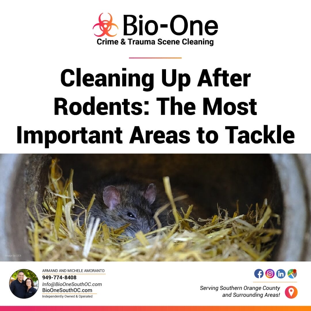 Cleaning Up After Rodents The Most Important Areas to Tackle - Bio-One of South OC