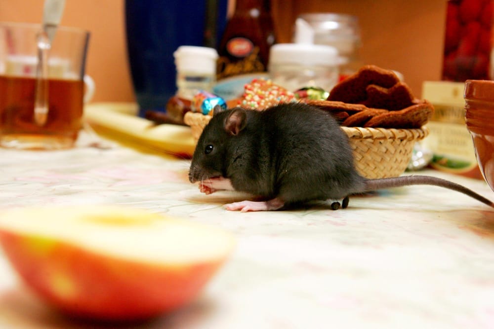 example of rat lurking in kitchen