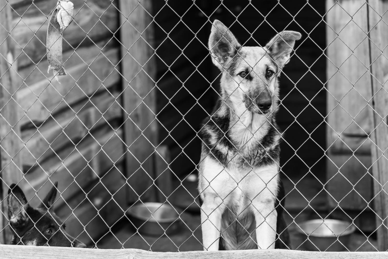 sad dog in cage example