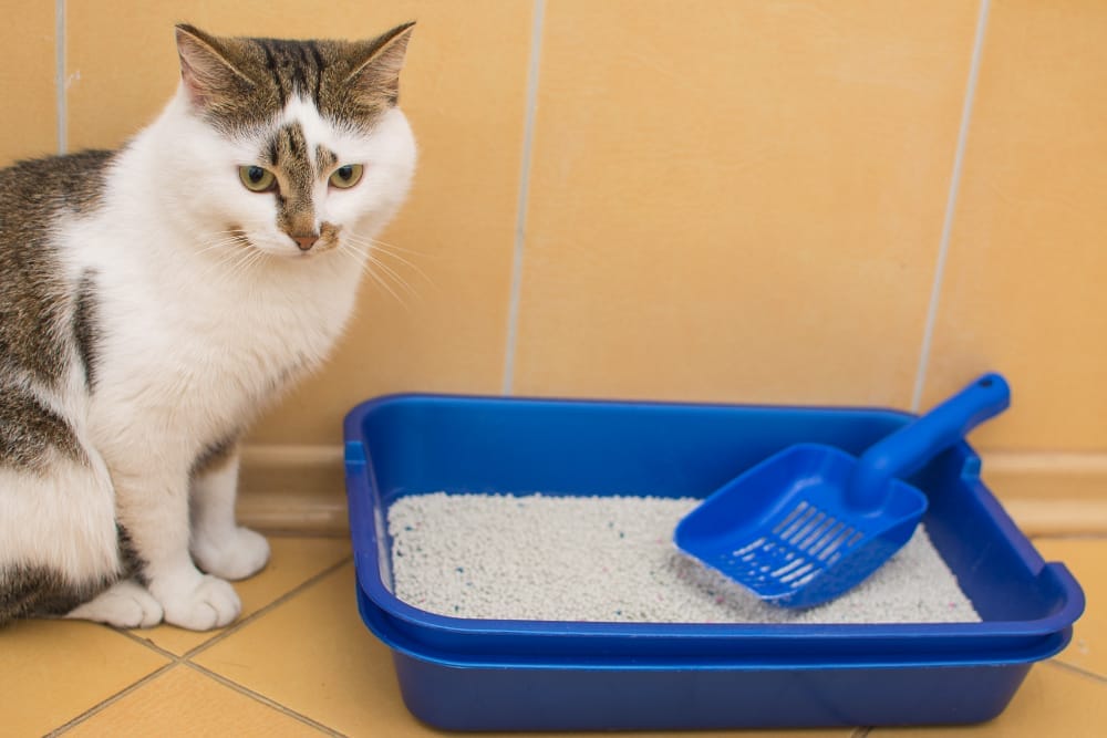 cleaning cat litter example