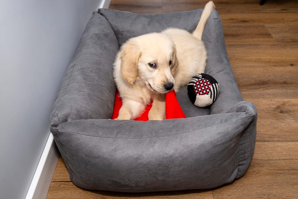 puppy dog in bed living room